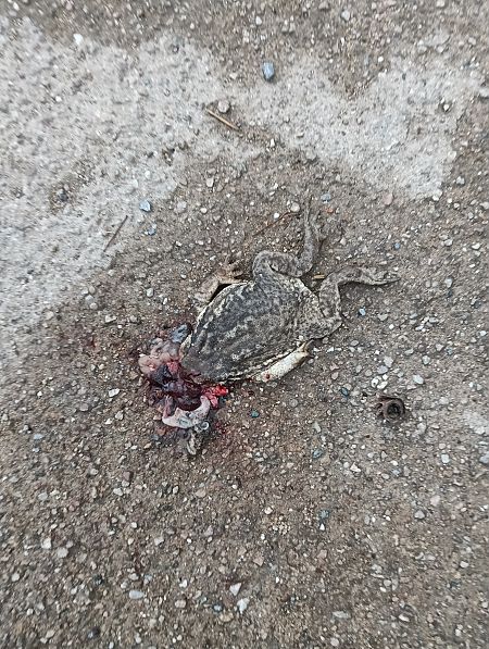 Rospo comune  - Enrico Carta