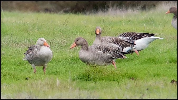 Oca selvatica occidentale  - Giuseppe Di Lieto