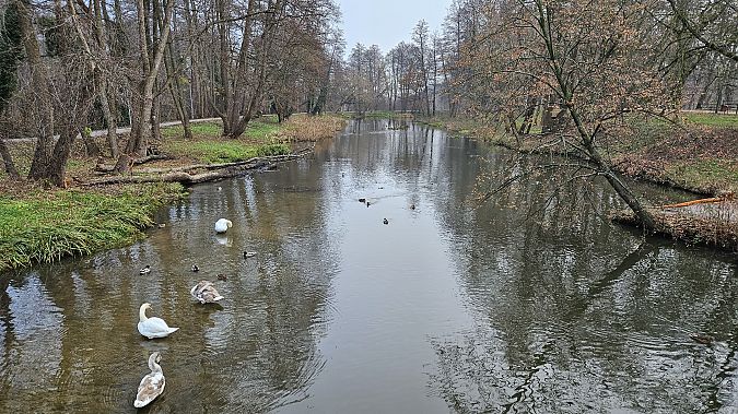 łabędź niemy  - Anna Kamilewicz-Wicik