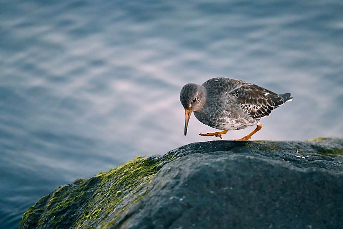 Meerstrandläufer  - Jessy Katschewitz