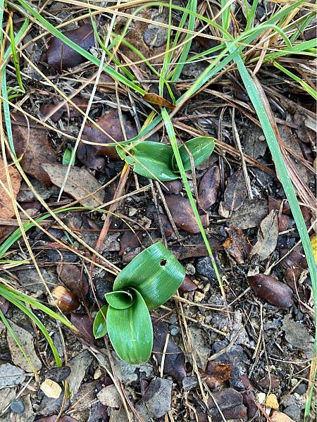 Ophrys apifera  - Florent de Gasperis