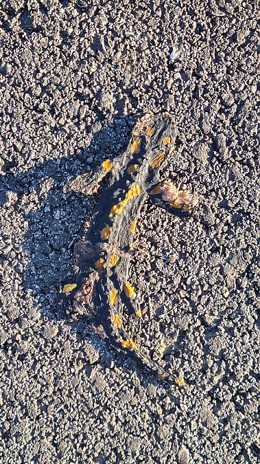 Salamandra pezzata  - Fabrizio Florit (FVG)