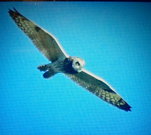 Gufo di palude  - Mauro Fenati