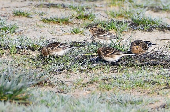 rzepołuch  - Paweł Zaniecki