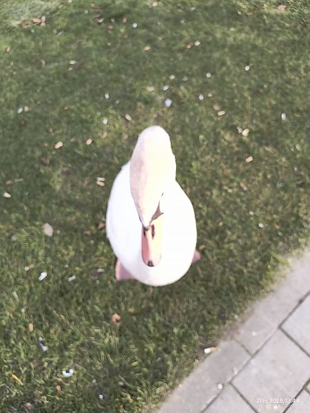 łabędź niemy  - Jarosław Słowikowski