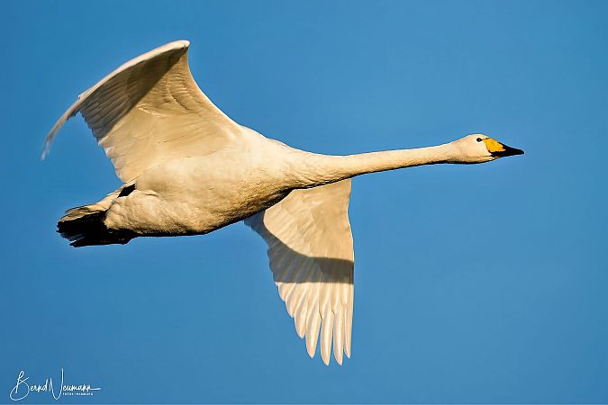 Singschwan  - Bernd Neumann
