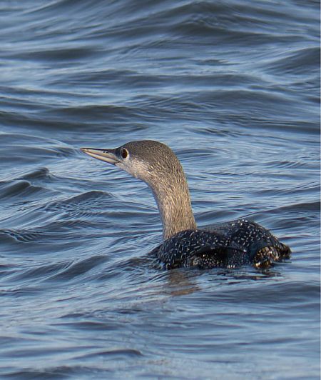 Sterntaucher  - Gabriele Klassen