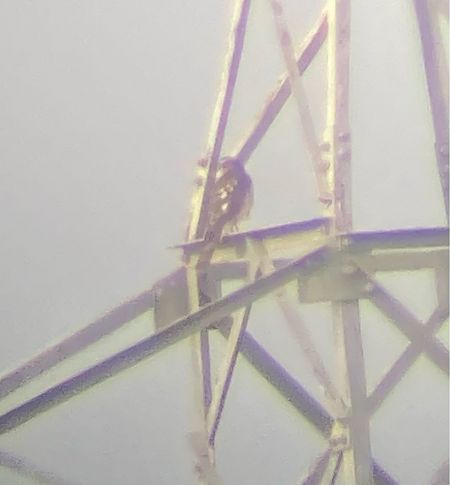 Astore  - Mauro Darpin