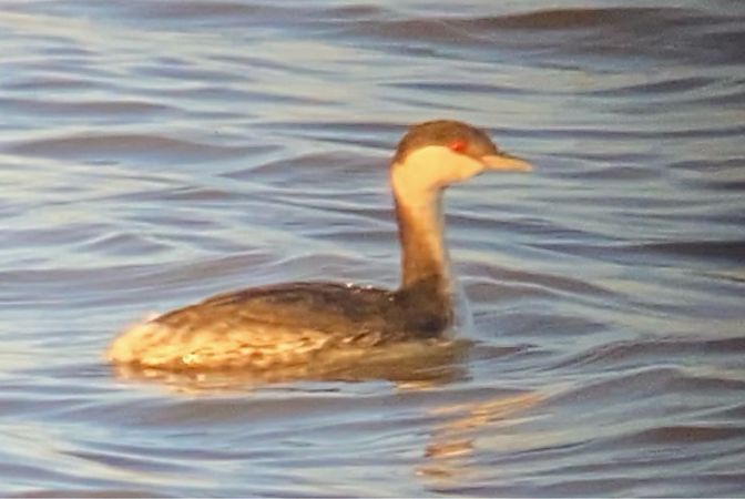 perkoz rogaty  - Marcin Karetta