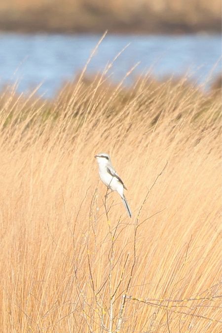 Raubwürger  - Konrad Krogmann