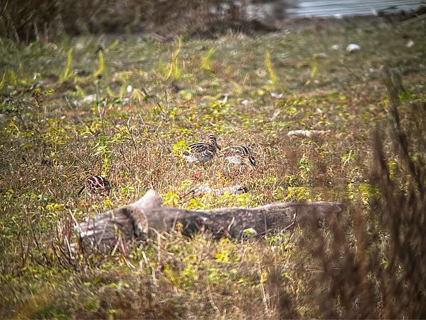 Bekassine  - Joseph Stephan