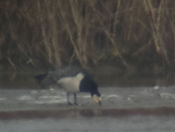 Bernache nonnette  - Dominik Oswald