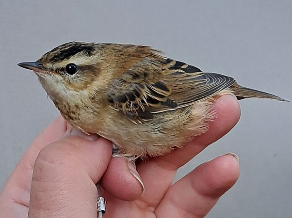 Schilfrohrsänger  - Piotr Świętochowski