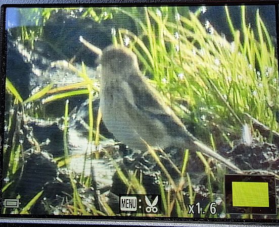 Twite  - Robert Locman
