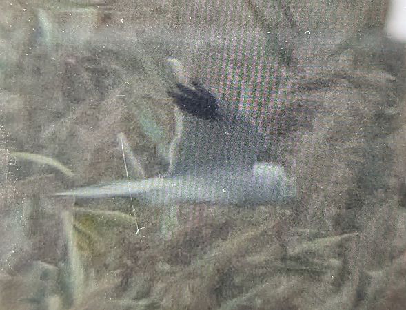 Albanella pallida  - Marco Crivellari