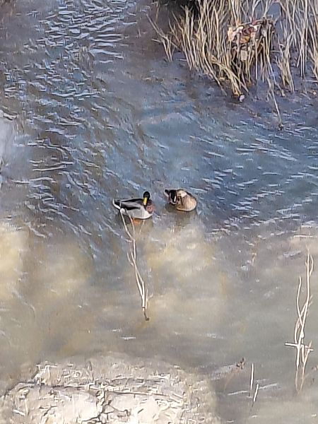 Germano reale  - Leonardo Orefice