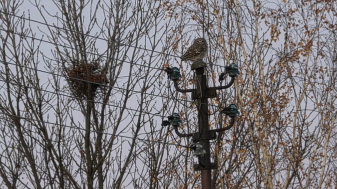 pójdźka  - Przemysław Stachyra