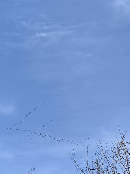 Grue cendrée  - Francesca Bosio