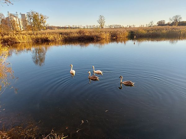 łabędź niemy  - Rafał Walczybok