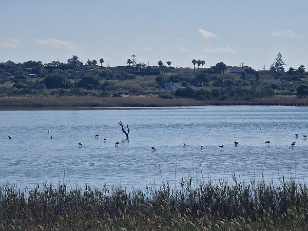 Fenicottero  - Vincenzo Callari