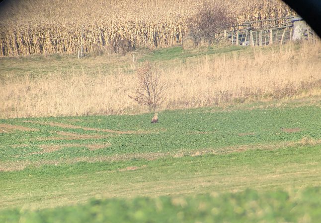 Pygargue à queue blanche  - Konrad Uryga
