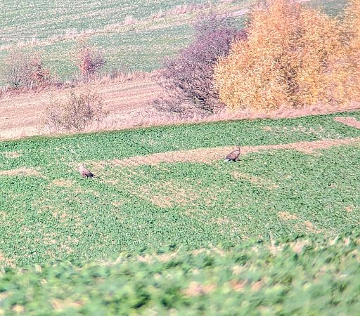 bielik  - Konrad Uryga