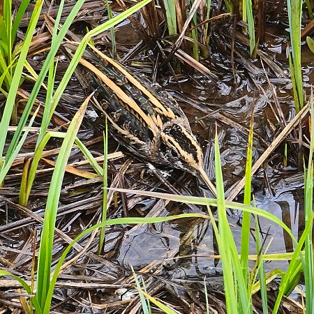 Bécassine sourde  - Alwin Schönenberger