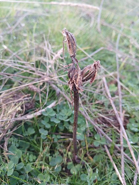 Serapias lingua  - Alain Falvard