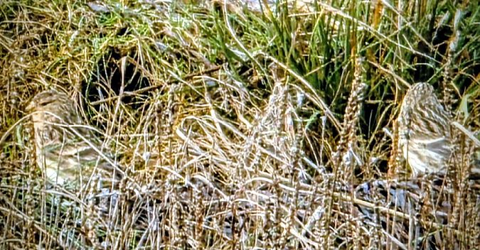 Berghänfling  - Tobias Hoppe-Seyler