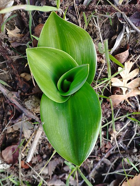 Himantoglossum robertianum  - Gérard Joseph