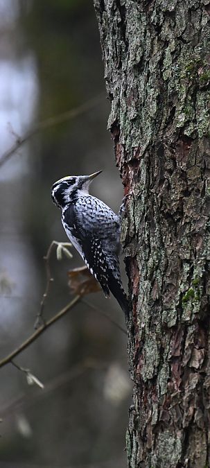 dzięcioł trójpalczasty  - Oliwier Myka