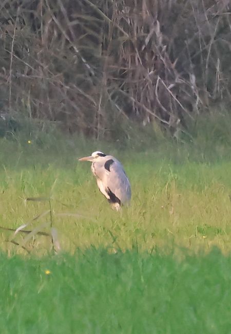 Airone cenerino  - Adelfina Aldrovandi