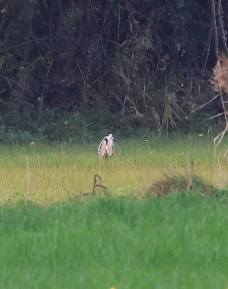 Airone cenerino  - Adelfina Aldrovandi