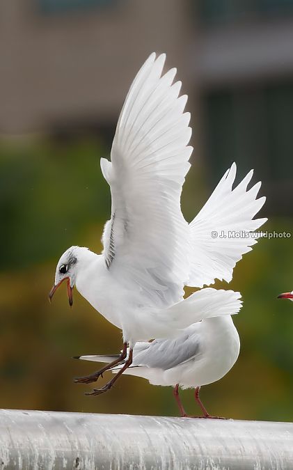 Gavina capnegra  - Jose Molis