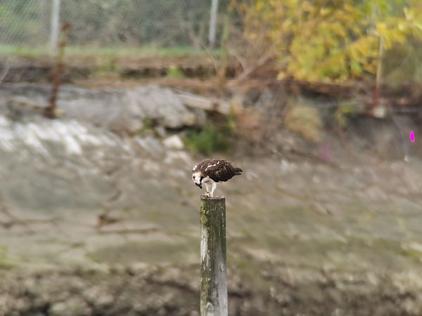 Arrano arrantzalea  - Josu Durán