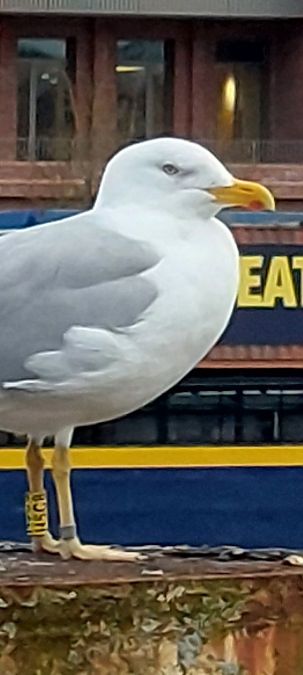 Mittelmeer-_oder_Steppenmöwe (Weißkopfmöwe)  - Ramona Strempel