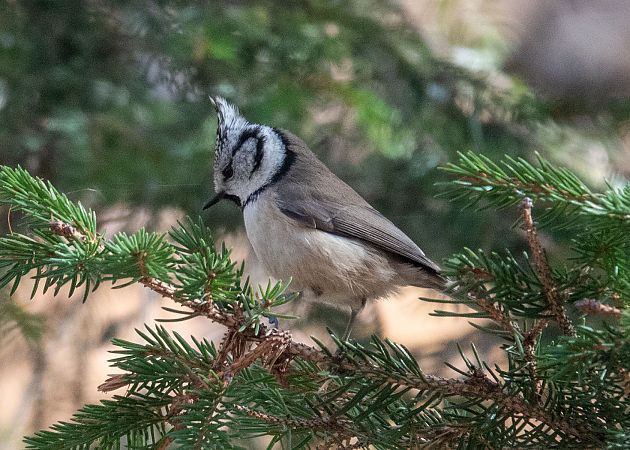 Mésange huppée  - Massimo Maldifassi
