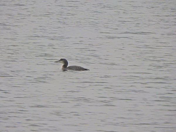 lodowiec  - Jonatan Manista