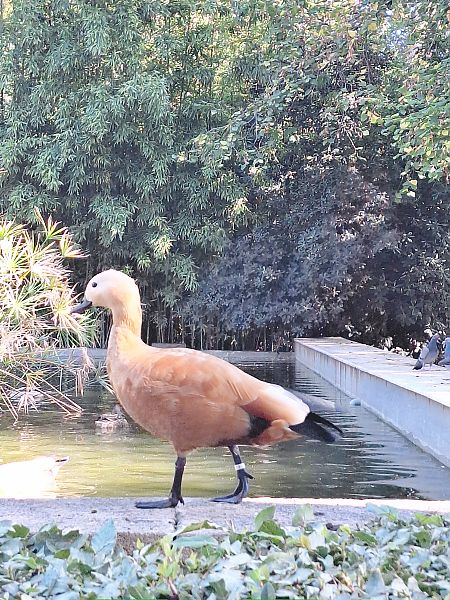 Ànec canyella  - Anna Sanz Borràs