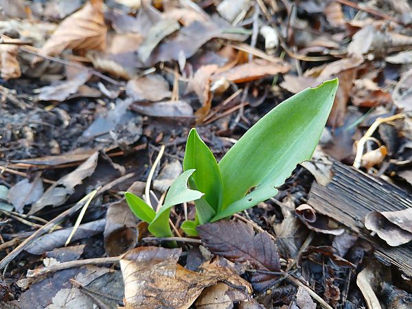 Ophrys insectifera  - Alain Falvard