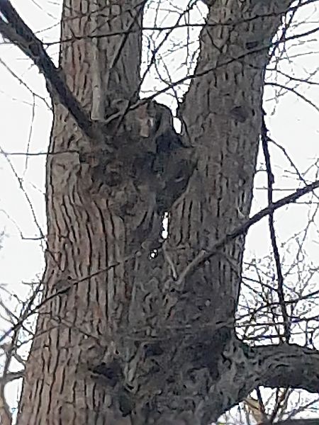 Waldkauz  - Cornelia Kirstein