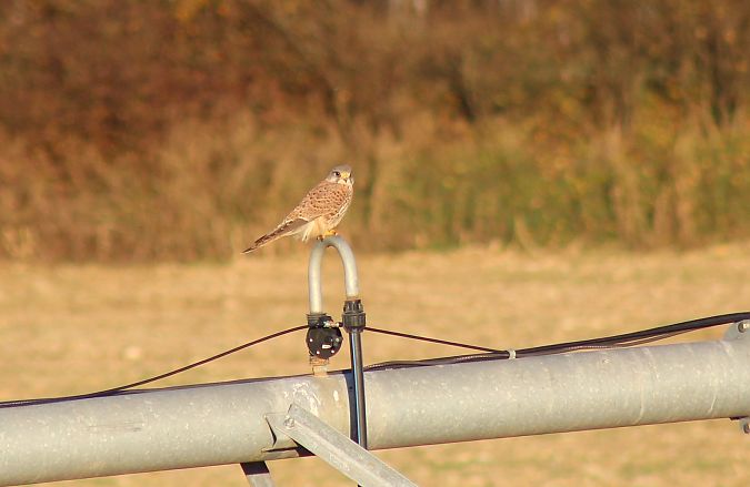 Gheppio  - Alessio Mannello