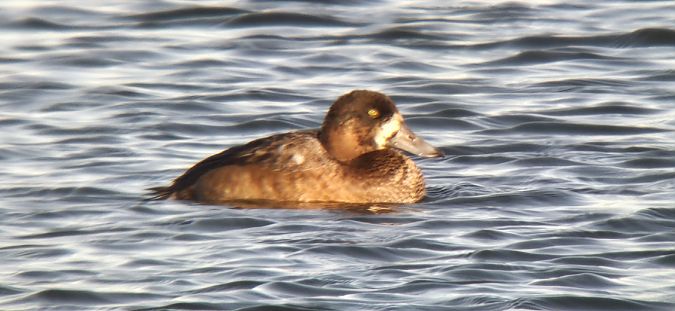Greater Scaup  - Sebastian Watras