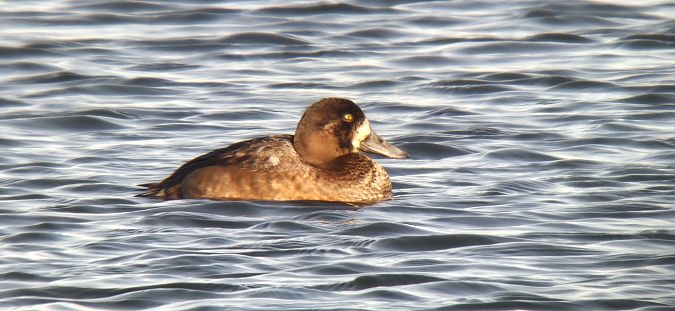 Fuligule milouinan  - Sebastian Watras