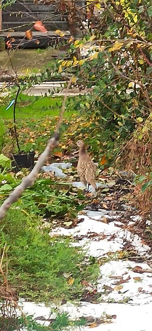 Fagiano comune  - Diego Rubolini (FVG)