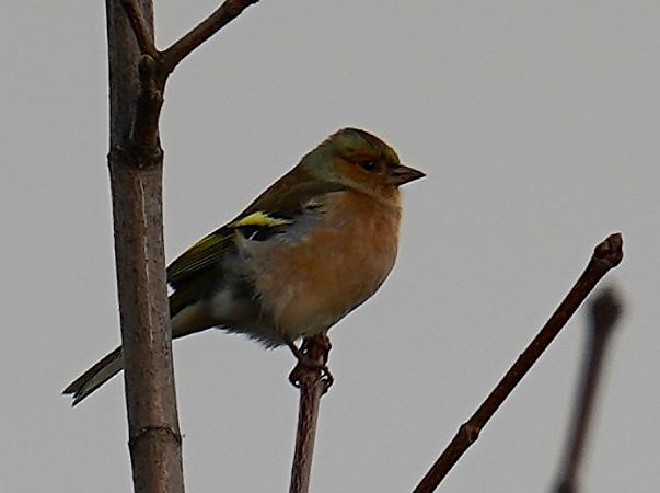 zięba  - Aleksandra Stach