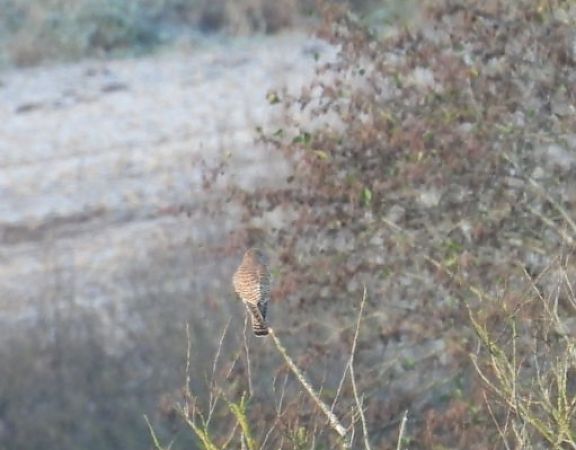 Wanderfalke  - Silke Sancion