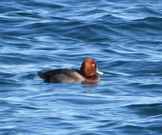 Ibrido di anatra  - Matteo Faggi