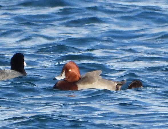 Ibrido di anatra  - Matteo Faggi