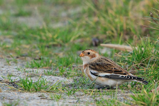 śnieguła  - Artur Sadowski